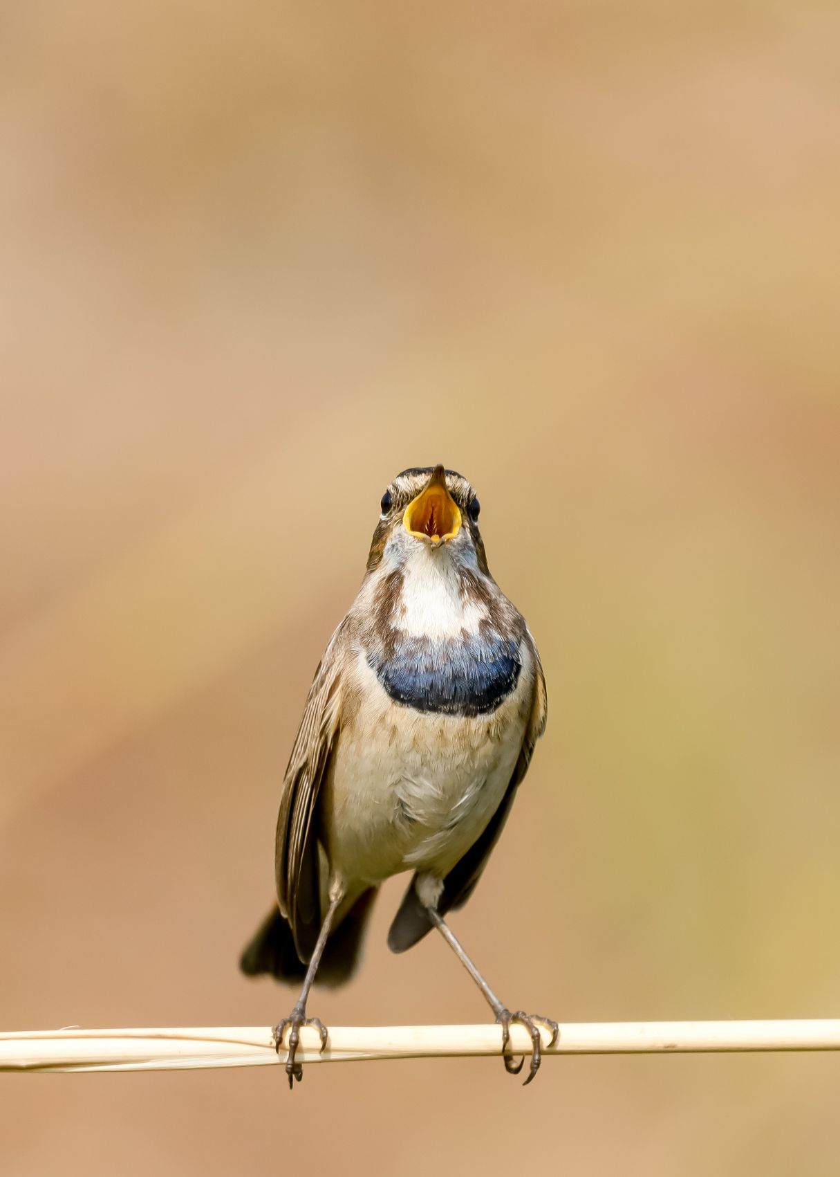 Bluethroat